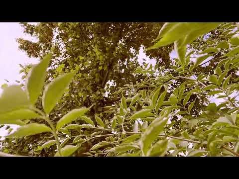 The Story Of Nature